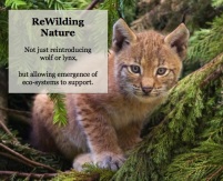 rewilding 1